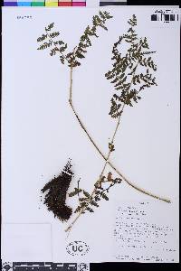 Athyrium dombeyi image