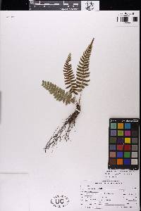 Blechnum appendiculatum image