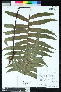 Austroblechnum divergens image