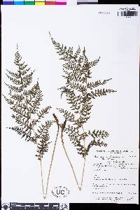Athyrium rhachidosorum image