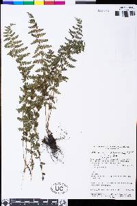 Athyrium rhachidosorum image