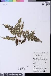 Athyrium anisopterum image