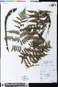 Diplazium arborescens image