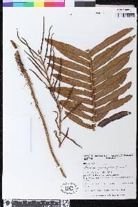 Lomaria spannagelii image