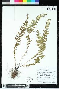 Woodsia montevidensis image