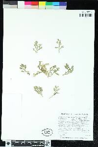 Selaginella laxa image