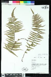 Asplenium dielfalcatum image