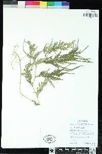 Image of Selaginella furcillifolia