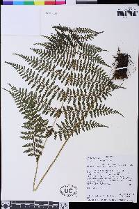 Athyrium dombeyi image