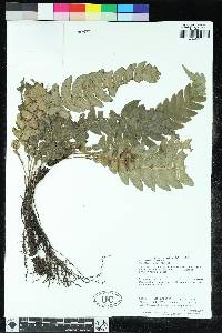 Austroblechnum lehmannii image