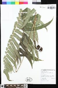 Pneumatopteris mesocarpa image