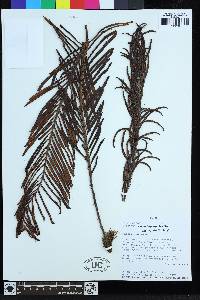 Lomariocycas columbiensis image