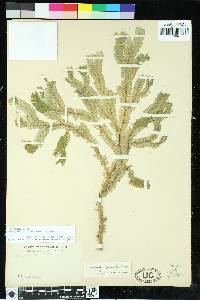 Selaginella alopecuroides image