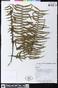 Asplenium pellucidum image