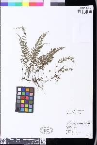 Image of Hymenasplenium filipes