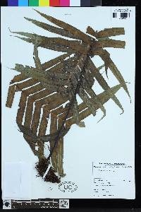 Lomaridium xiphophyllum image