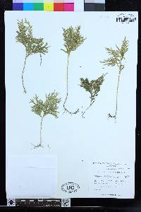 Selaginella moellendorffii image