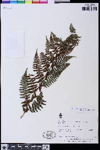 Athyrium bourgaei image