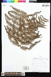 Amauropelta thomsonii image