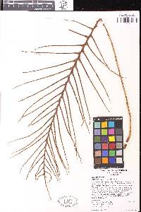 Austroblechnum keysseri image