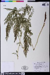 Athyrium distentifolium image