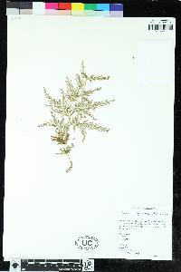 Selaginella moellendorffii image