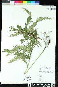 Selaginella velutina image