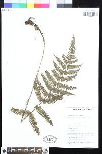 Image of Mesophlebion persquamiferum
