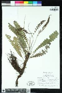 Austroblechnum lehmannii image