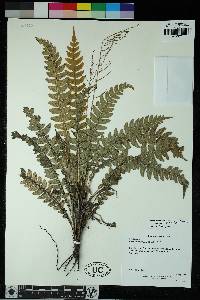 Austroblechnum lehmannii image