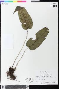 Diplazium cordifolium image