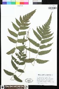 Stegnogramma aspidioides image