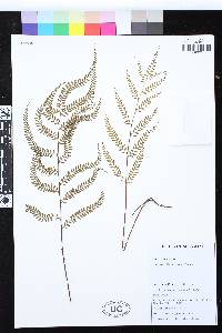 Lindsaea rigida image