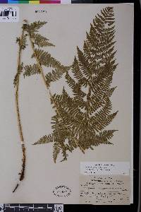 Athyrium filix-femina var. cyclosorum image