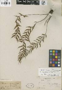 Asplenium yoshinagae subsp. indicum image