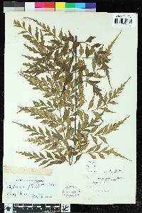 Asplenium cuneatum image