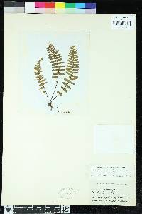 Asplenium dielerectum image