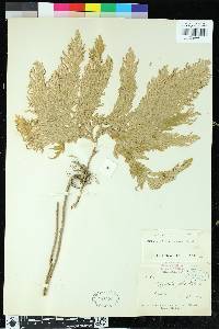 Selaginella frondosa image