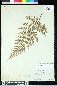 Asplenium neolaserpitifolium image