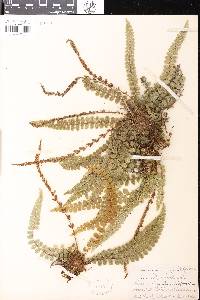 Cranfillia fluviatilis image