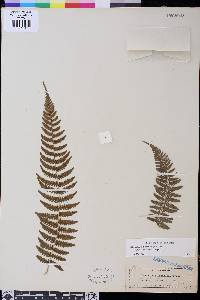 Athyrium filix-femina var. cyclosorum image