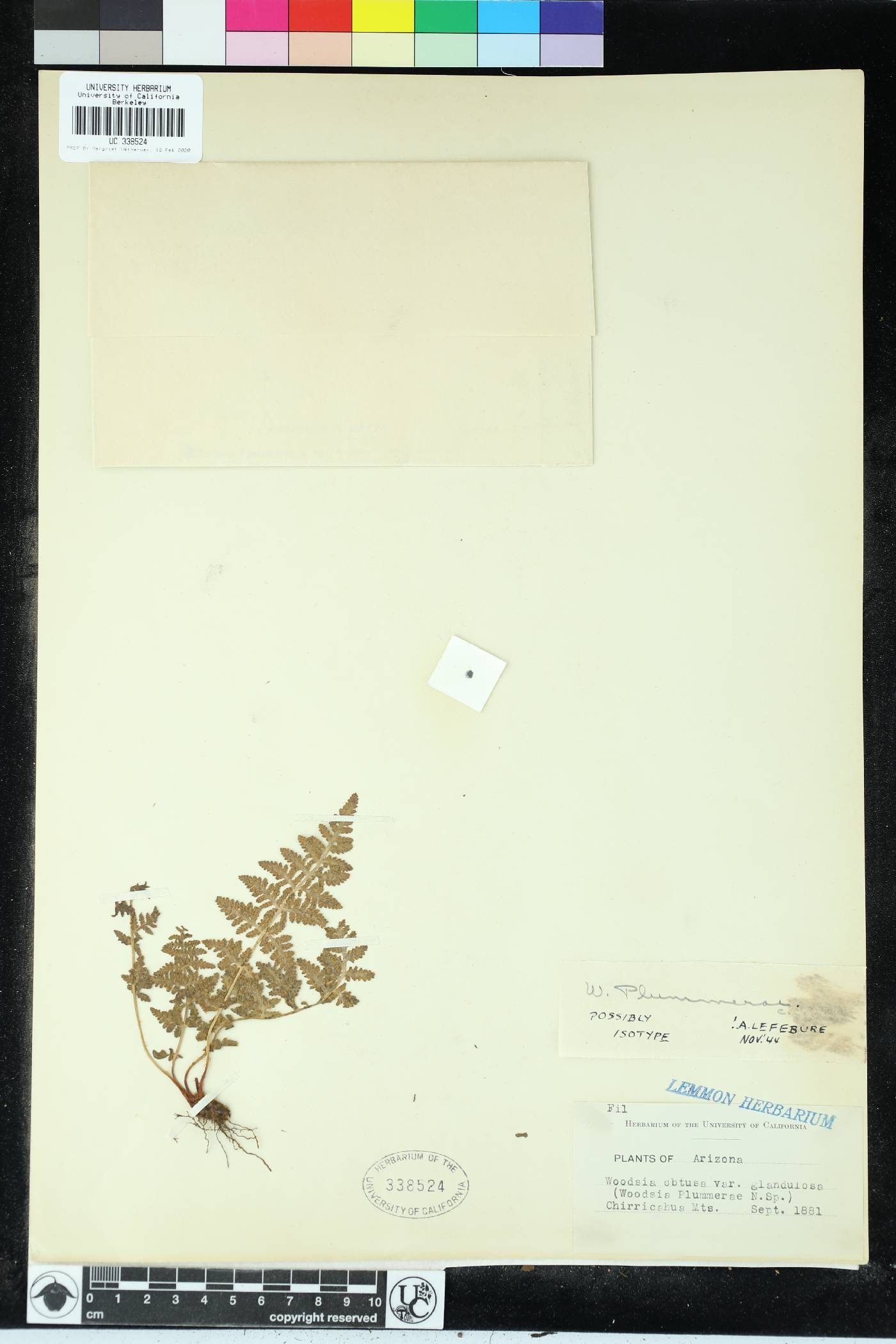 Woodsia plummerae image