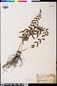 Athyrium oppositipennum image