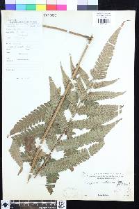 Image of Mesophlebion motleyanum