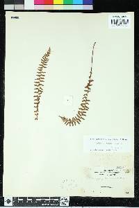 Woodsia polystichoides image