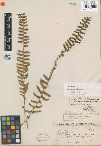 Image of Woodsia indusiosa