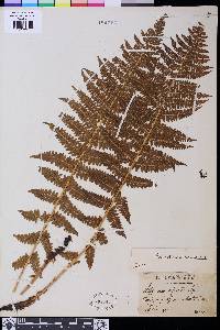 Athyrium distentifolium image