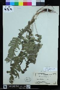 Blechnum appendiculatum image