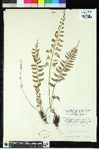 Asplenium laciniatum image