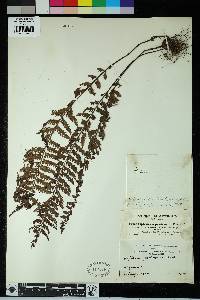 Asplenium protensum image